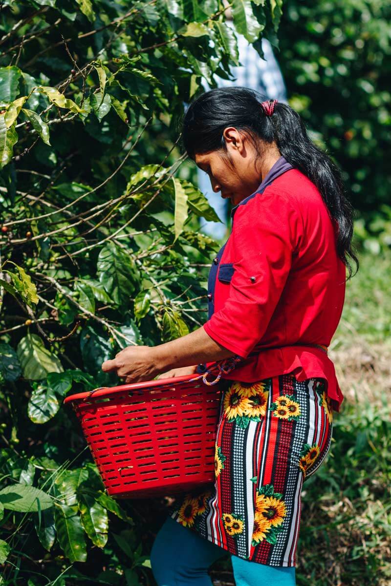 The farmers harvest the coffee cherries with great care.